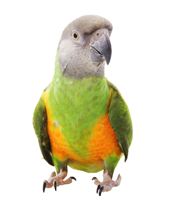 Senegal Harness Bird Parrot Meyer'S Free Transparent Image HQ Clipart
