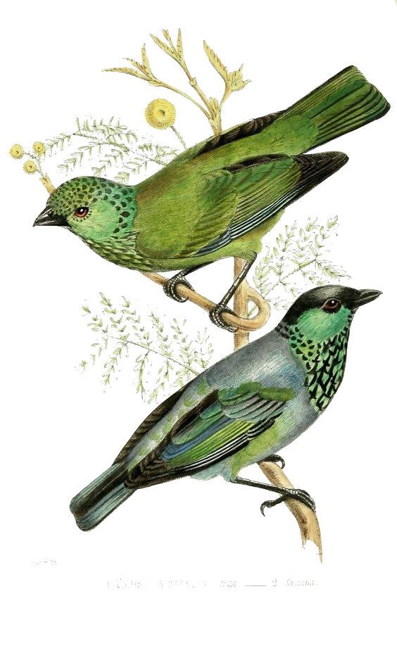 Of Couple Illustration Bird Printmaking Green Vintage Clipart