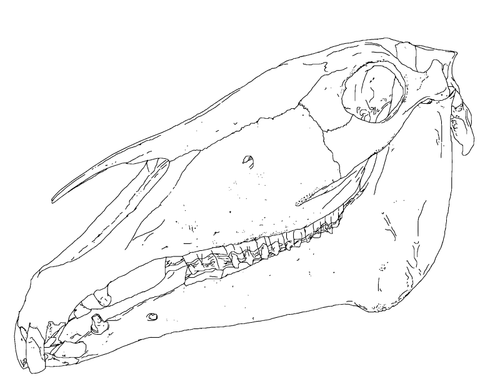 Of Horse Head Bones Clipart