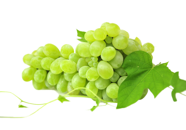 Sultana Sauvignon String Grapes Of White Blanc Clipart