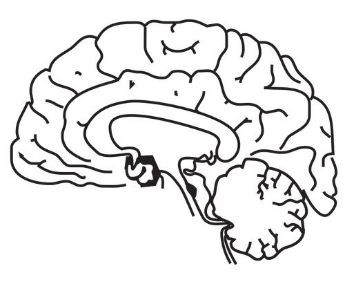 Human Brain Clipart