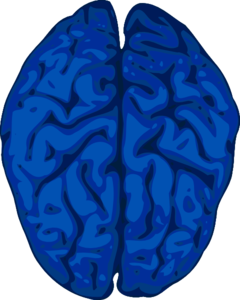 Anatomy 9 Brain Brain Free Download Clipart