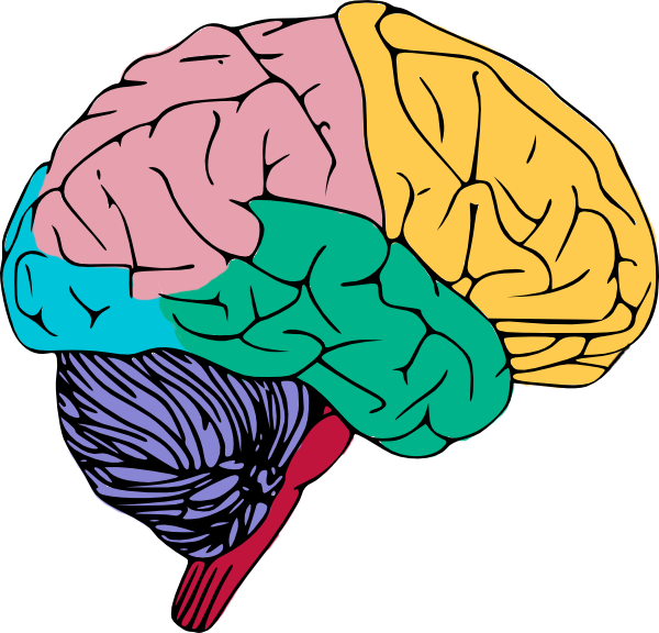 Brain To Use Free Download Clipart