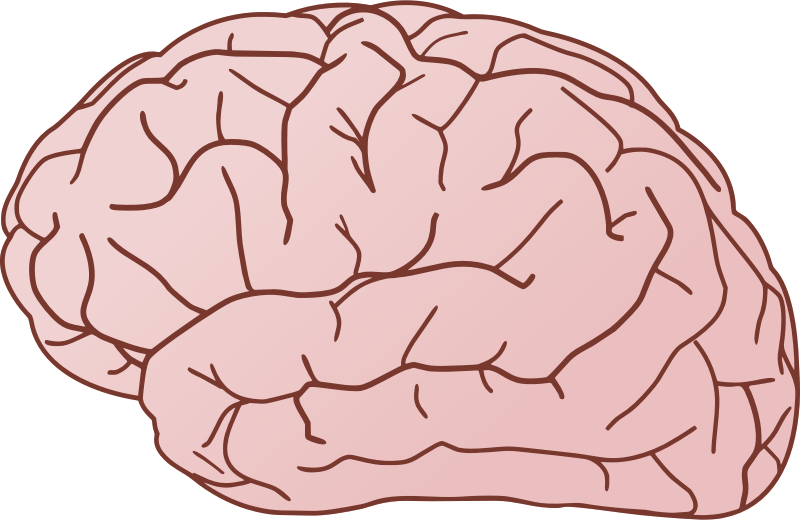 Brain To Use Hd Photo Clipart