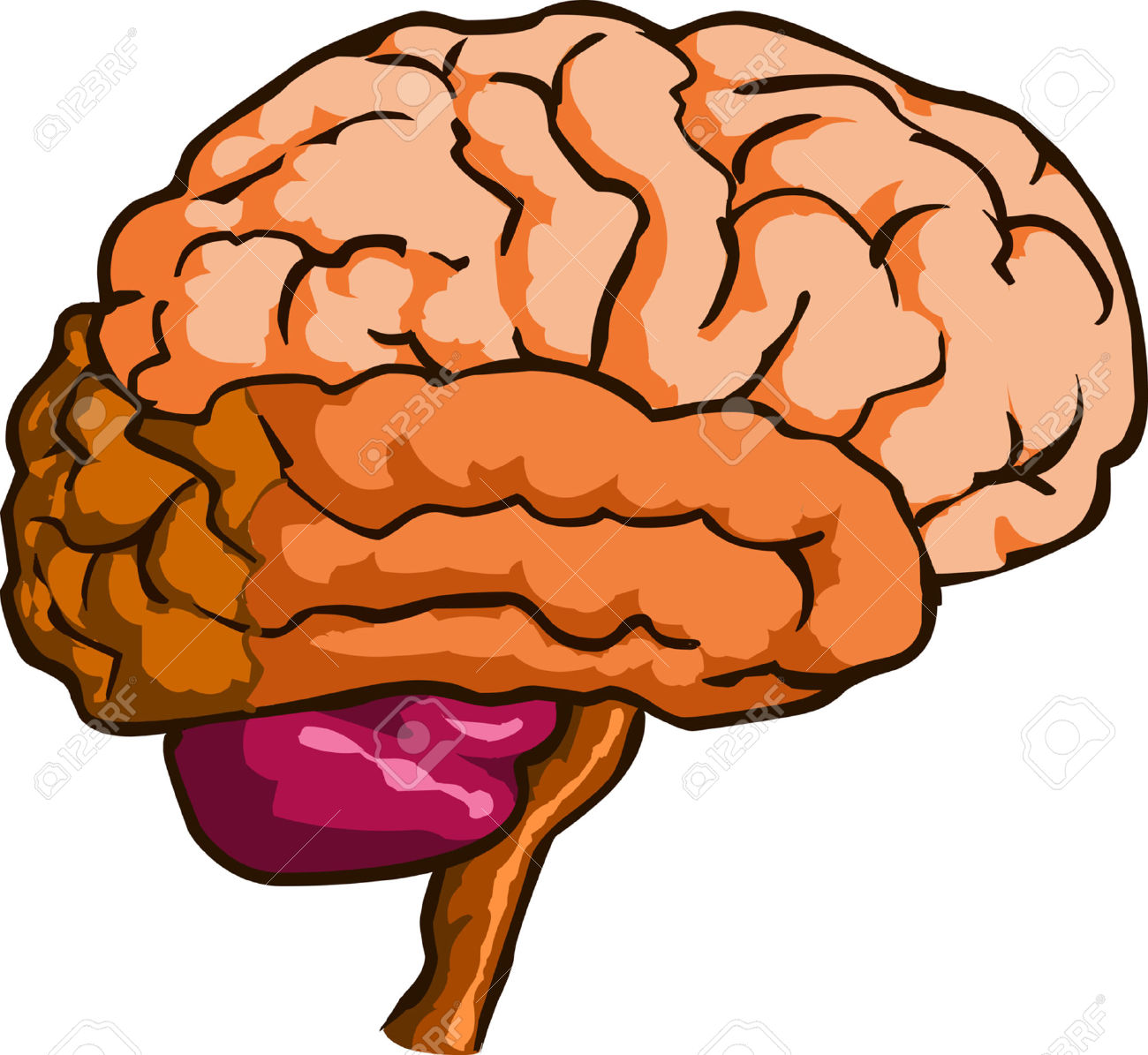 Brain At Vector Free Download Png Clipart