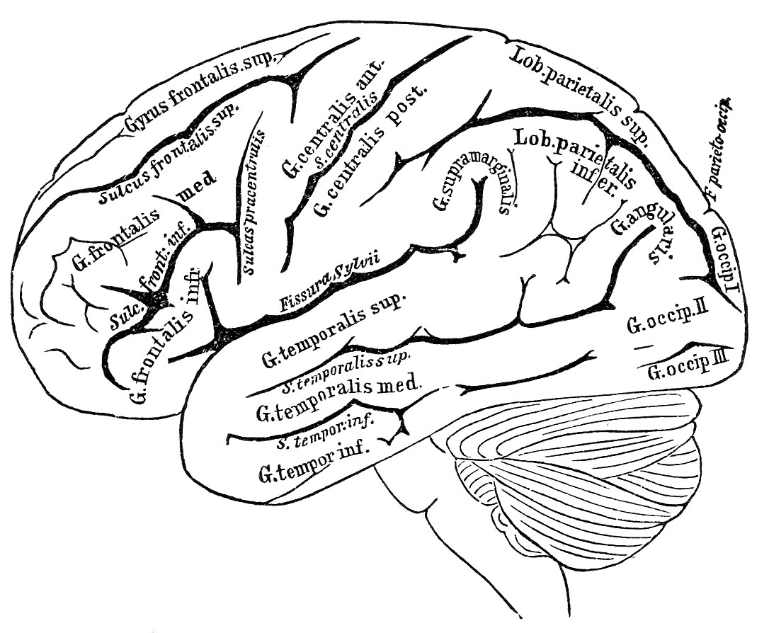 Brain Brain Vintage Black And White Clipart