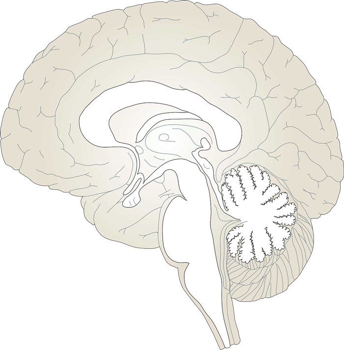 Brain To Use Hd Image Clipart