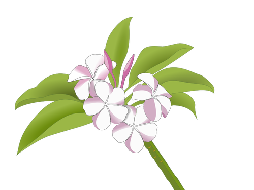 Hawaiian Flowers Clipart