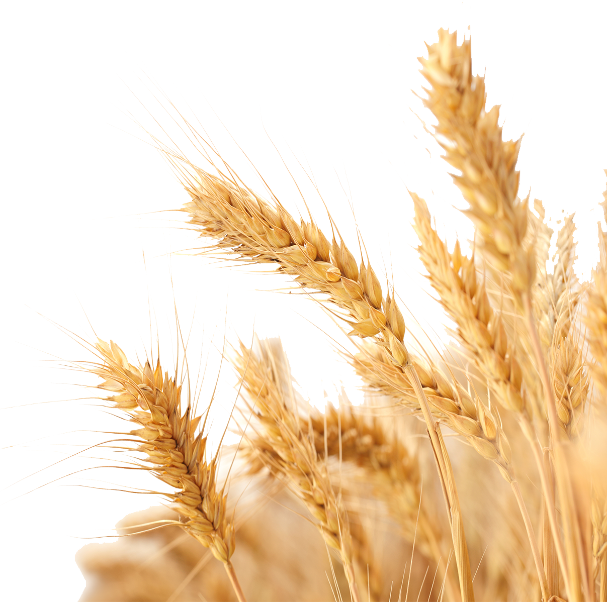 Harvest Wheat Crop Free PNG HQ Clipart