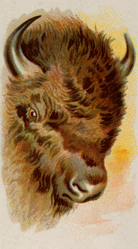 Buffalo'S Head Clipart