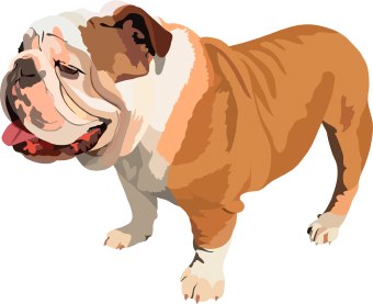 Bulldog Dog Png Image Clipart