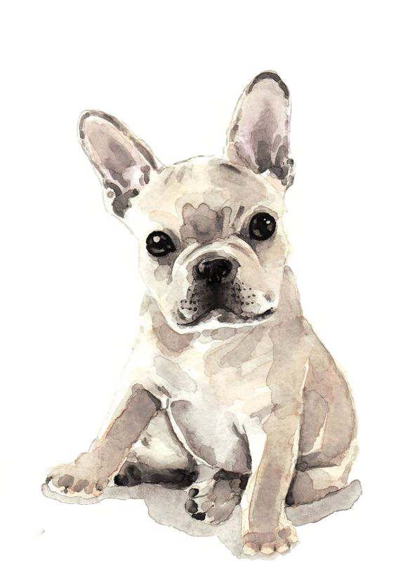 Fawn Bulldog Dog French Watercolor Puppy Painting Clipart