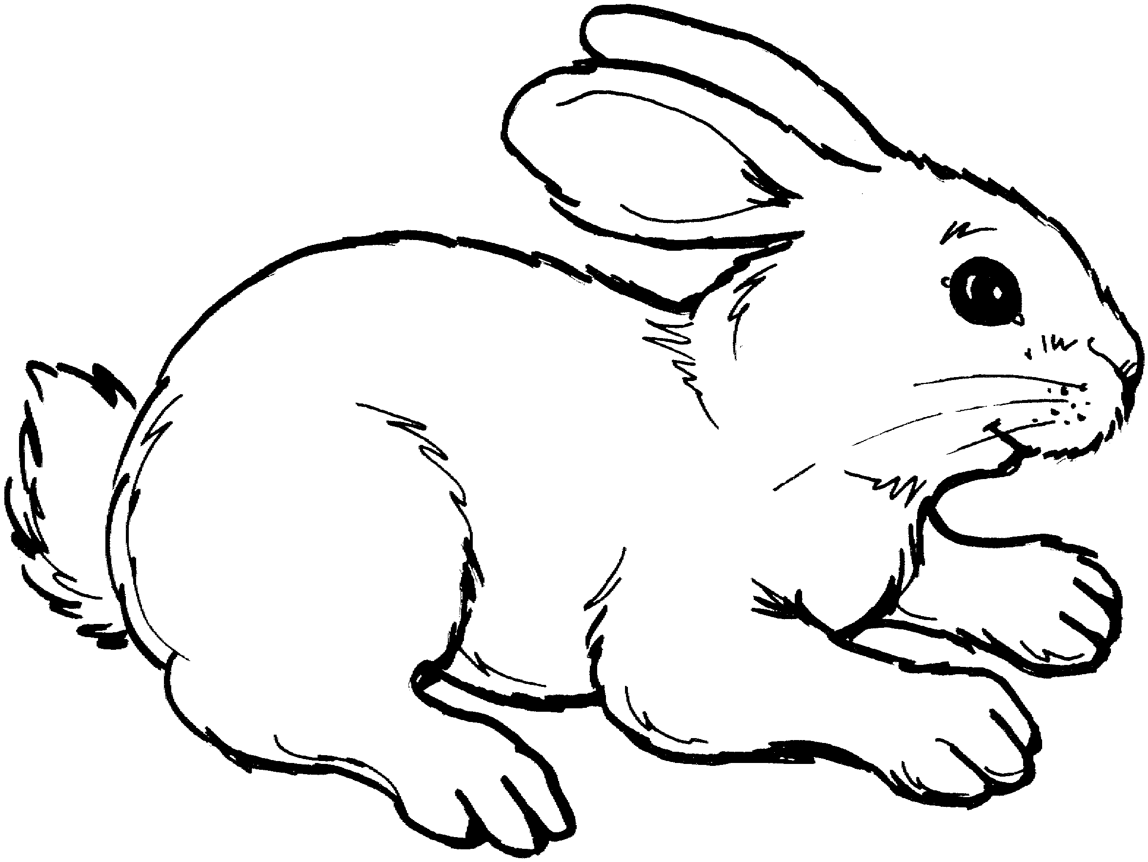 Bunny Black And White Rabbit Clipart Clipart