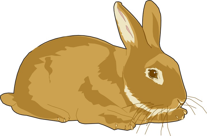 Bunny Hd Image Clipart