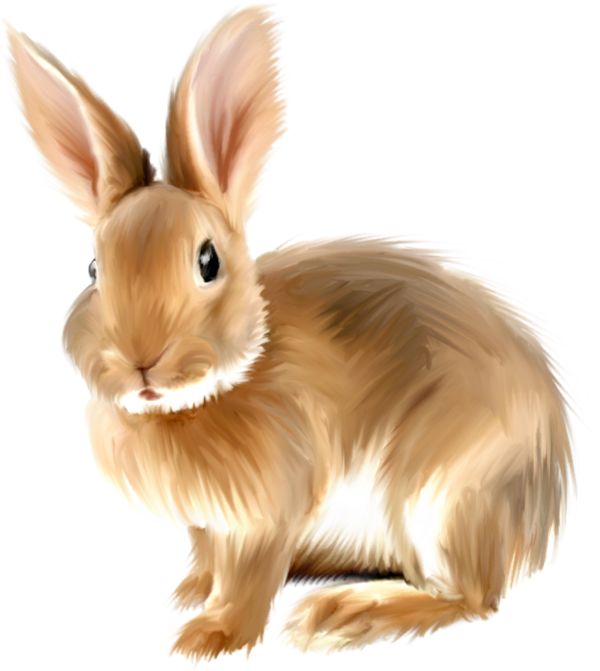 Painted Bunny Bunnies Png Images Clipart
