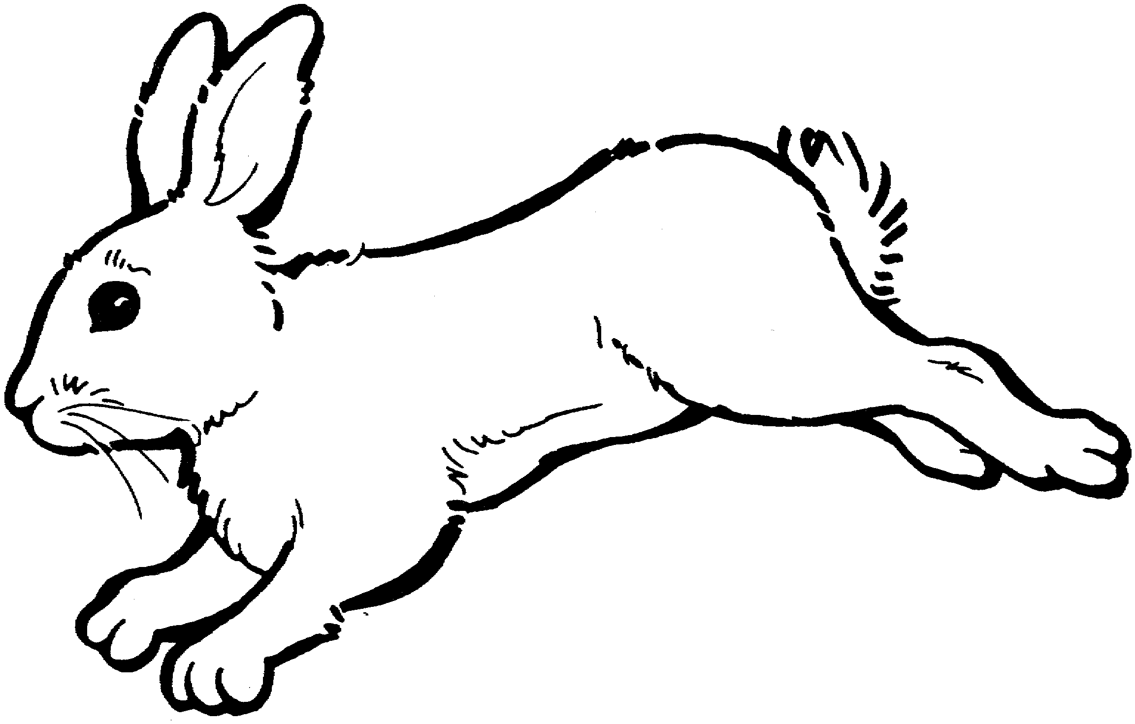 Bunny Black And White Images Hd Photo Clipart
