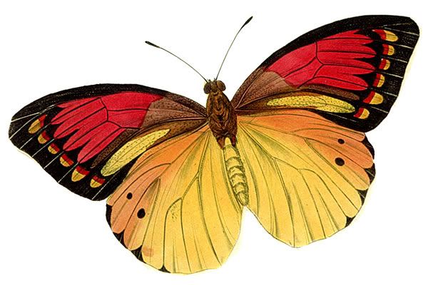 Butterfly Butterfly Graphicsde Png Image Clipart