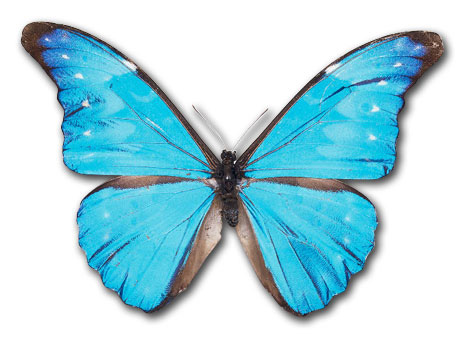 Free Butterflies Transparent Image Clipart