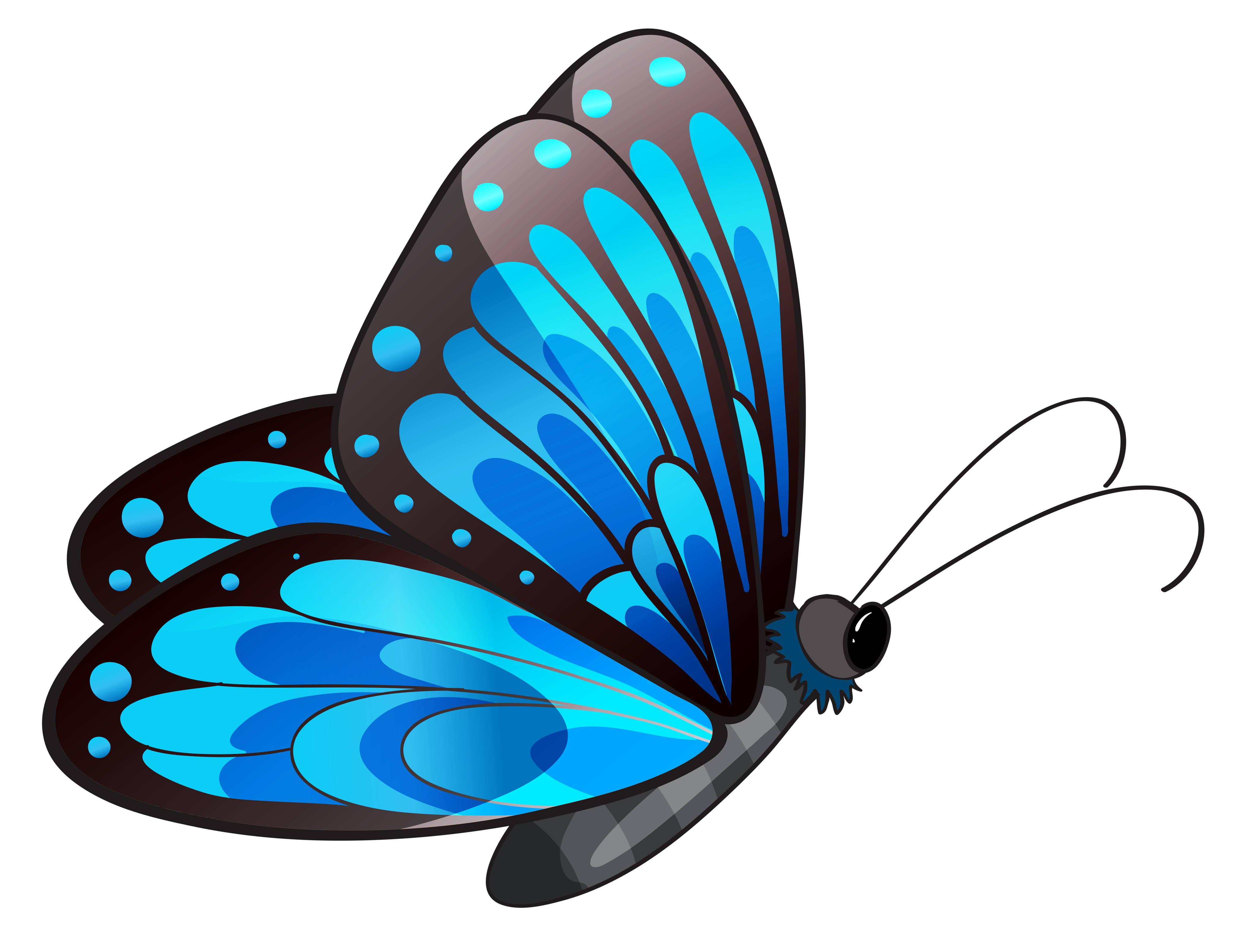 Butterfly Hd Photo Clipart