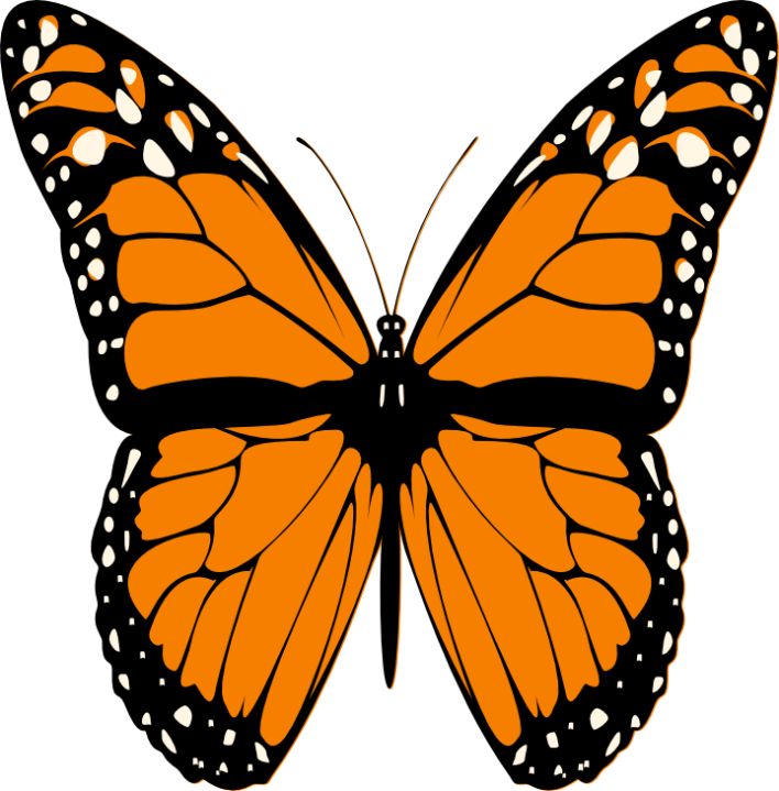 Butterflies Butterfly Butterfly Png Image Clipart