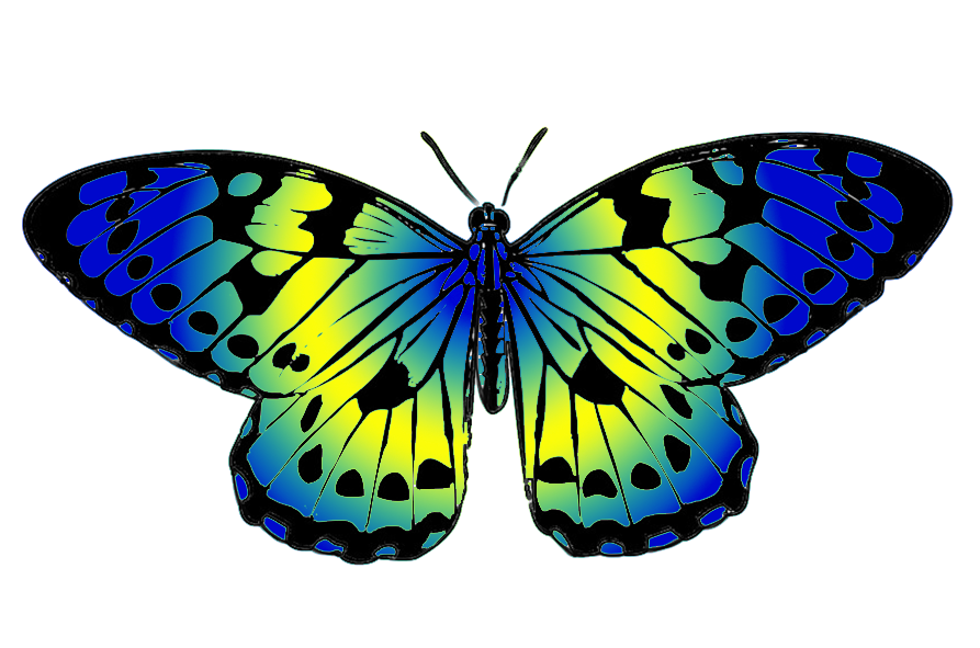 Butterfly Png Images Clipart