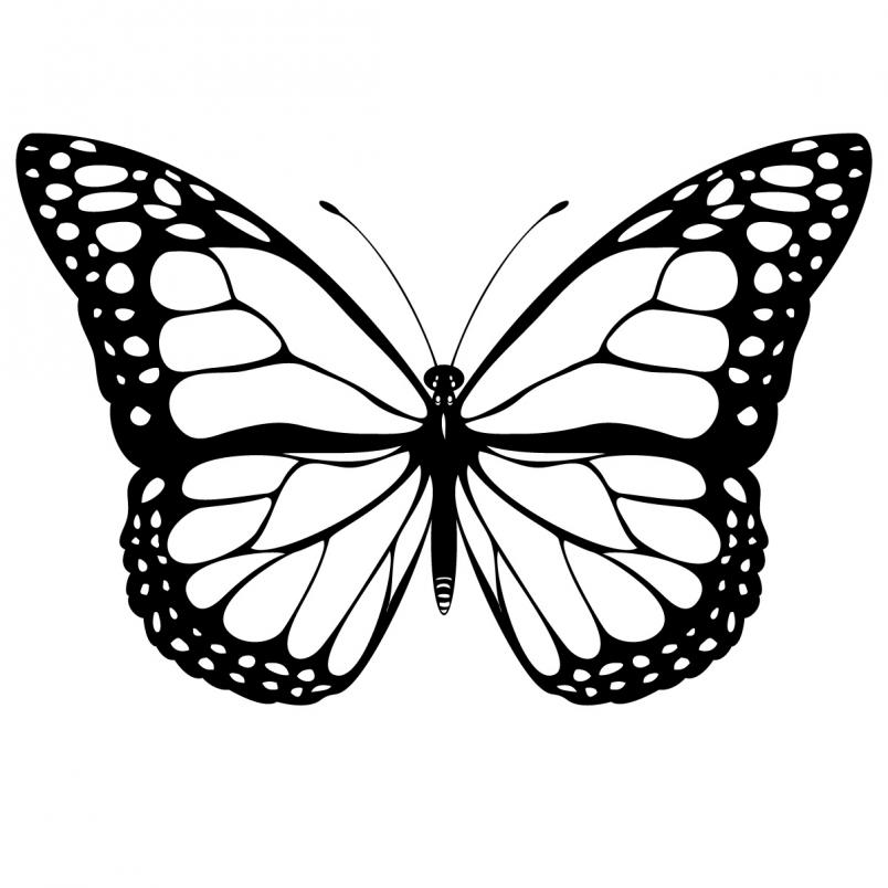 Clipart Butterfly Borders Image Clipart Clipart