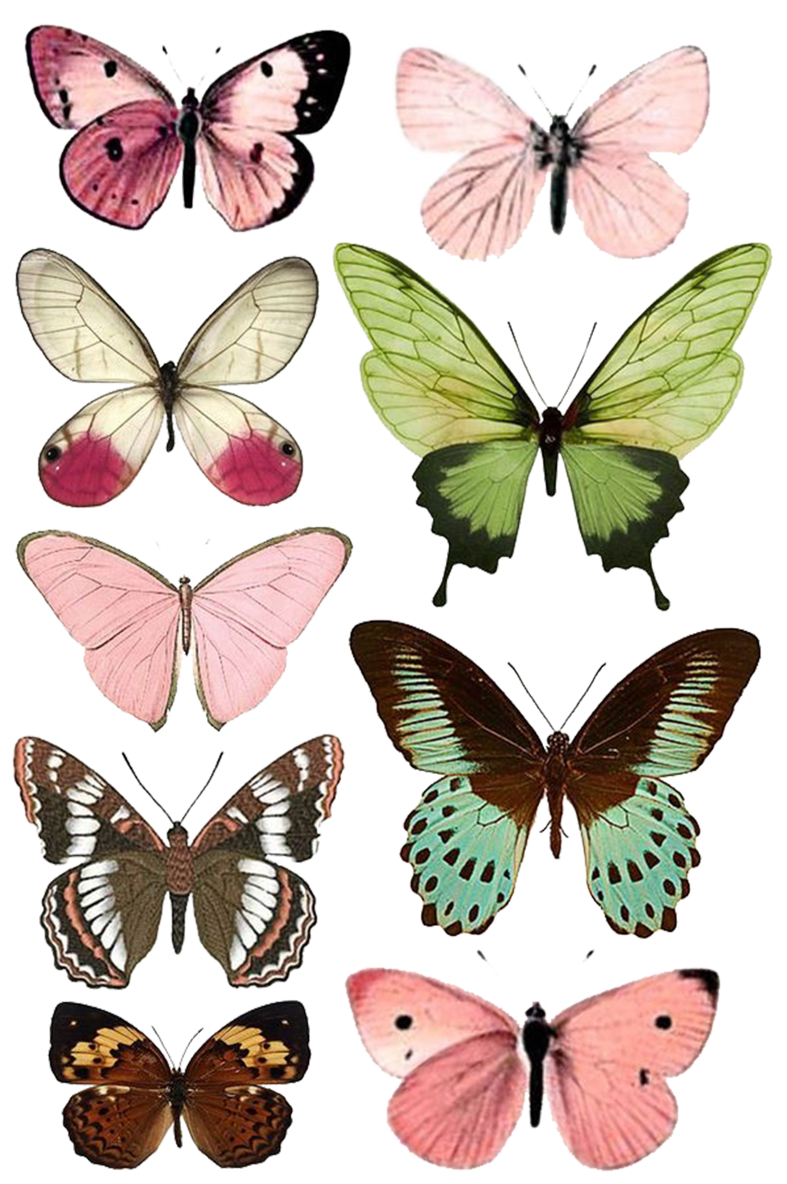 Butterfly Moth Insect Paper Printing Free Download PNG HD Clipart