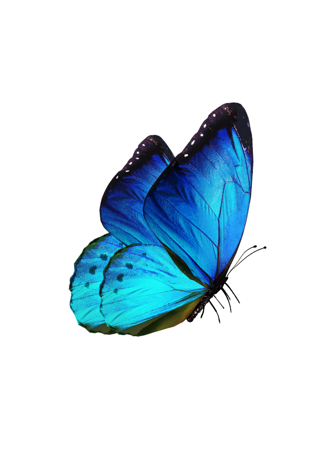 Butterfly Blue S8 Samsung Karner Galaxy Clipart