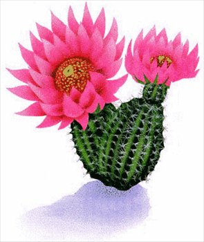 Free Cactus Graphics Images And Photos Image Clipart