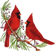 Images About Birds On Cardinals And Clipart