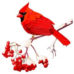 Cardinal Images About On Bird Vector Clipart