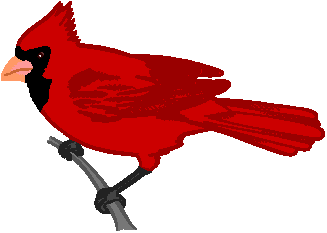 Red Cardinal Kid Png Image Clipart