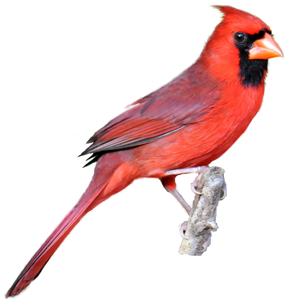 Red Cardinal Kid Png Image Clipart.
