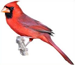 Free Cardinal Download Png Clipart