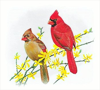 Free Cardinal Graphics Images And Photos Clipart