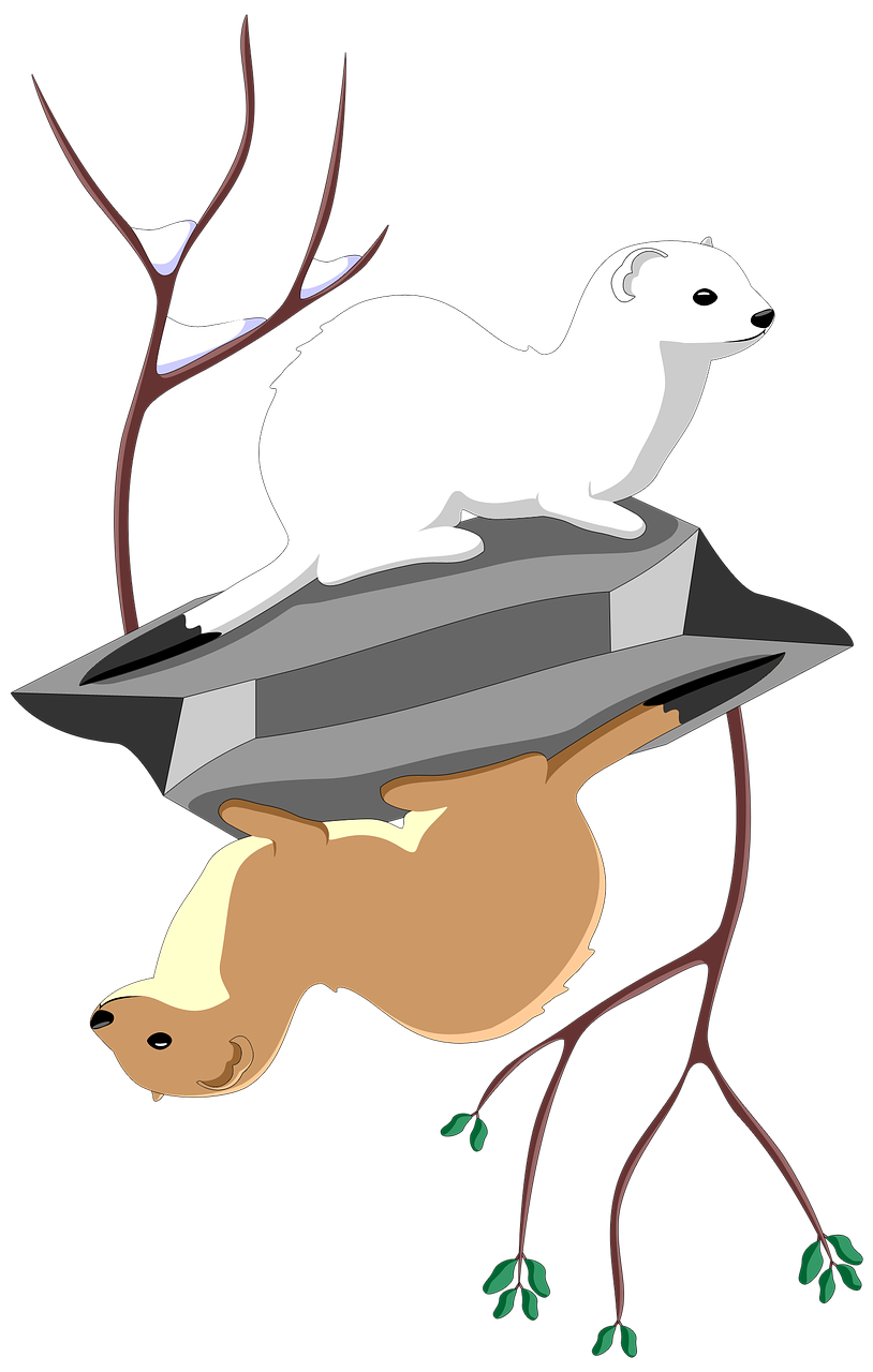 Least Ermine Stock.Xchng Weasel Stoat Trentino Banner Clipart