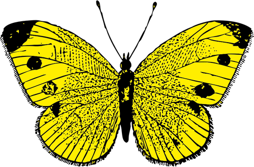Of Black And Yellow Butterfly Clipart