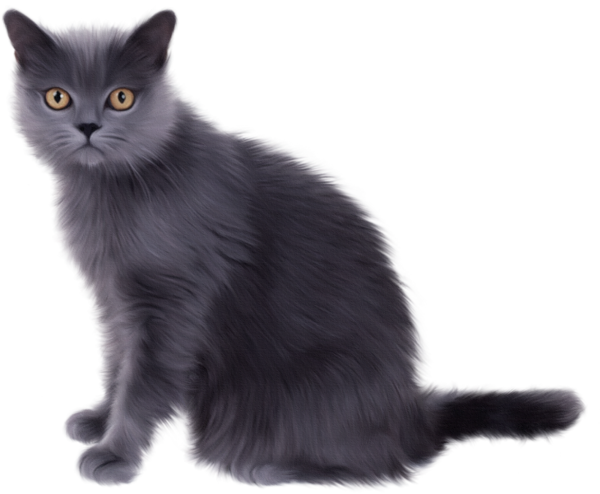 Cat Pictures Images Free Download Png Clipart
