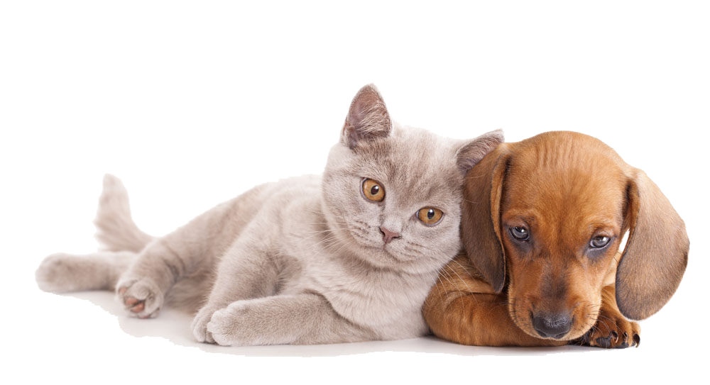 And Horse Sitting Pet Dog Together Cat Clipart
