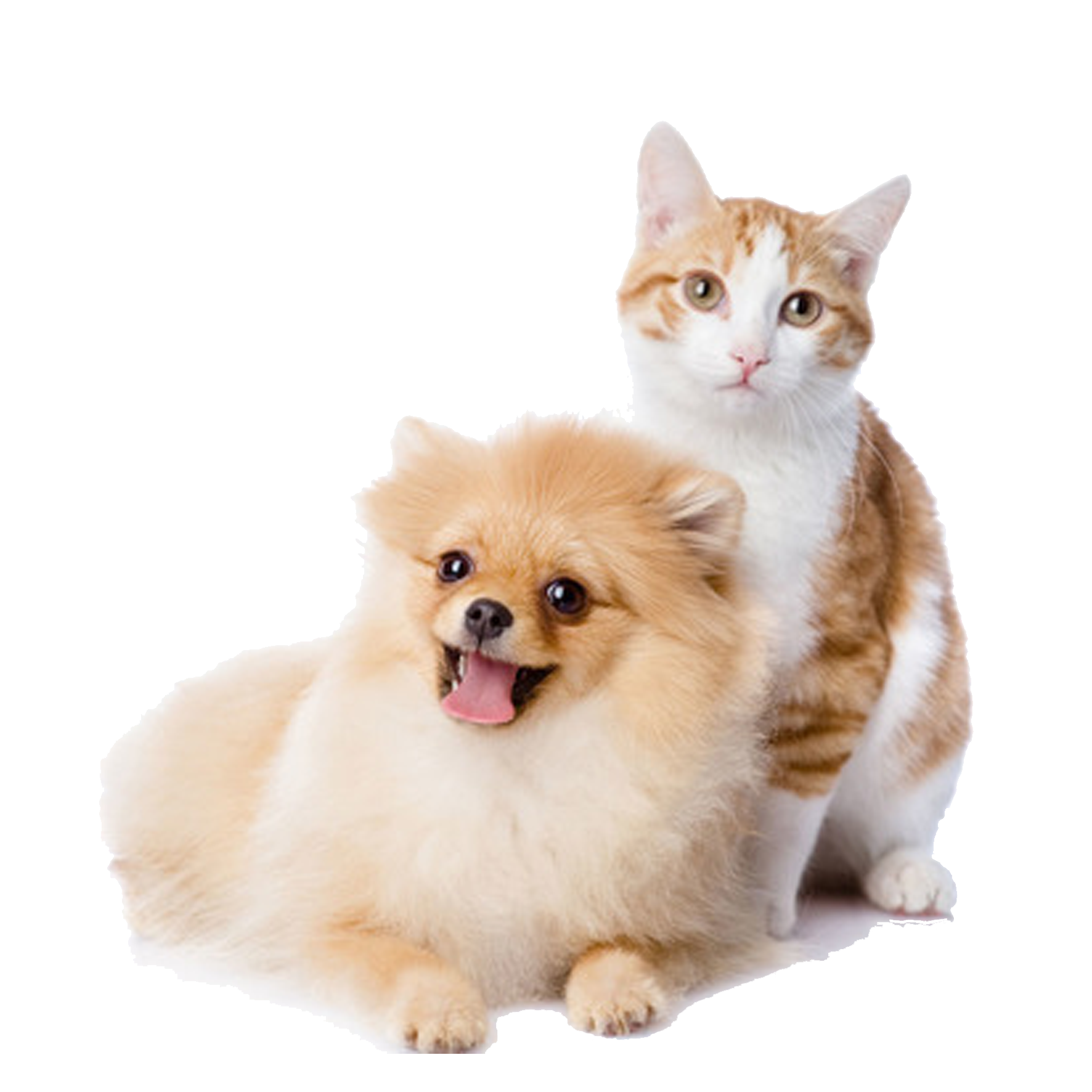 And Play Pet Kitten Dog Cat Cats Clipart