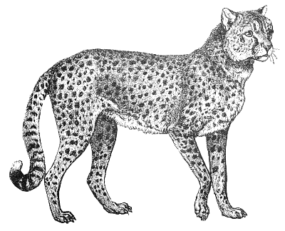 Free Cheetah 1 Page Of Public Domain Clipart
