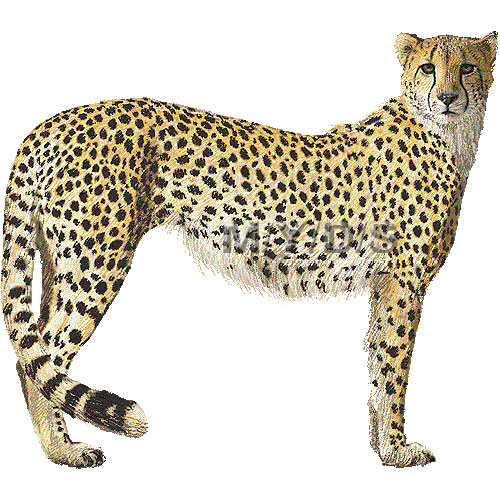 Cheetah Images Image Png Clipart