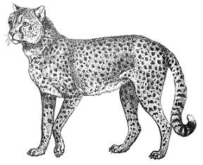 Free Cheetah Transparent Image Clipart