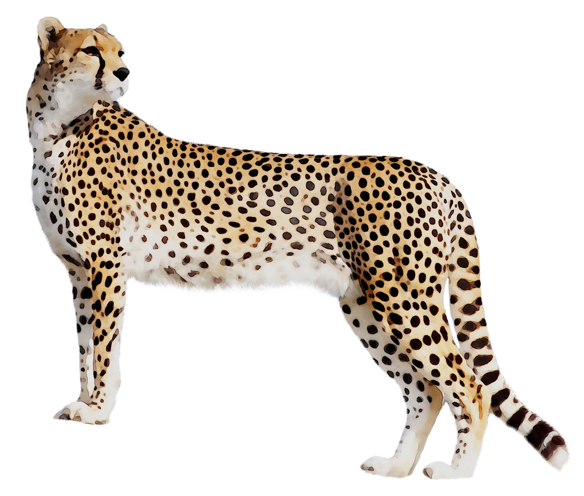 Panther Leopard Cat Tiger Black Cheetah Clipart