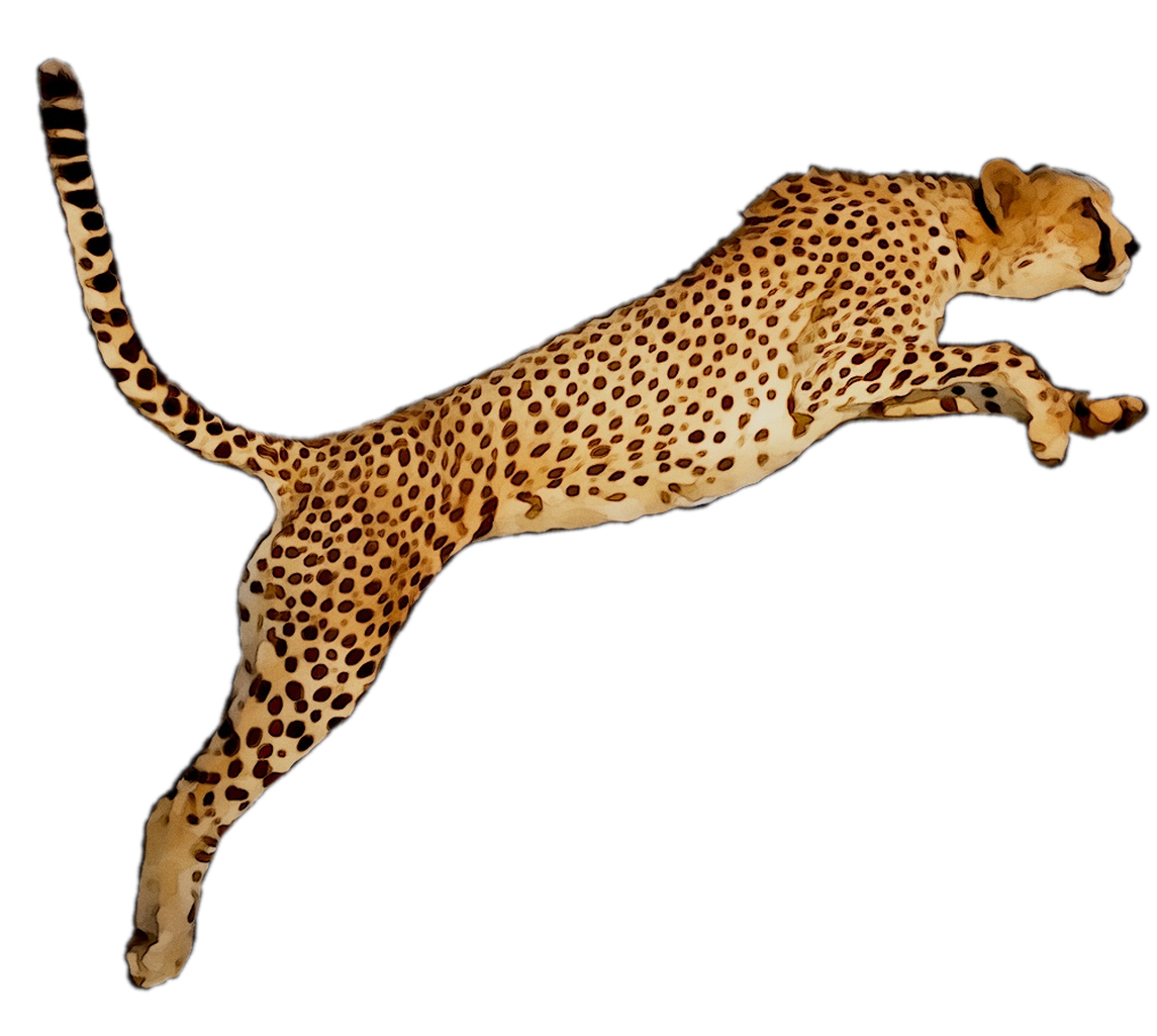 Portable Wallpaper Leopard Desktop Graphics Cheetah Network Clipart