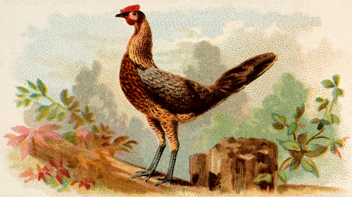 Young Hen Clipart