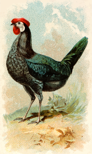 Black Spanish Hen Clipart