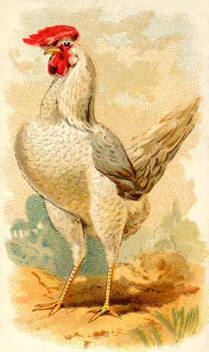 White Leghorn Hen Clipart