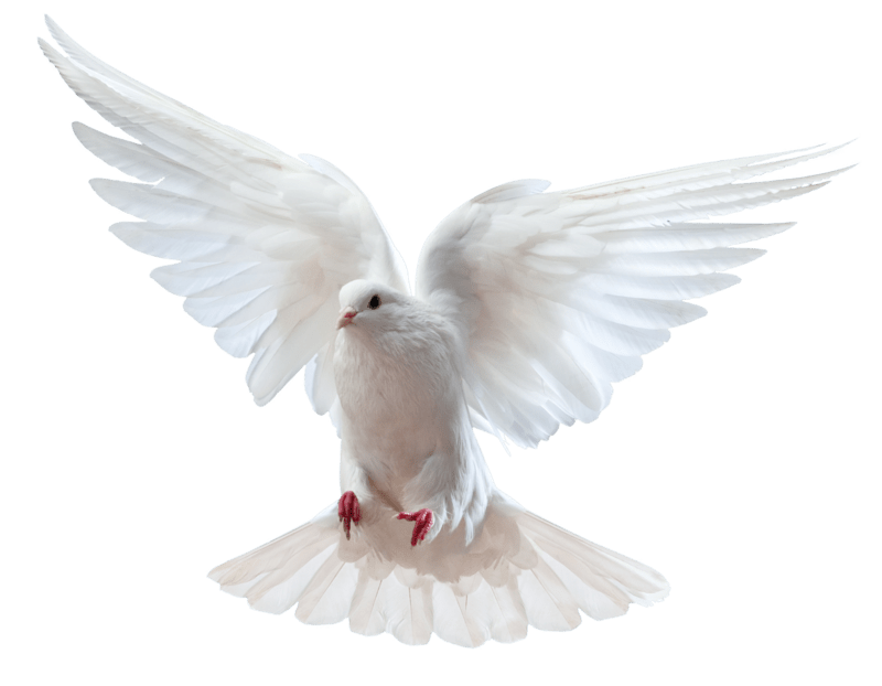 Columbidae Dove HQ Image Free PNG Clipart