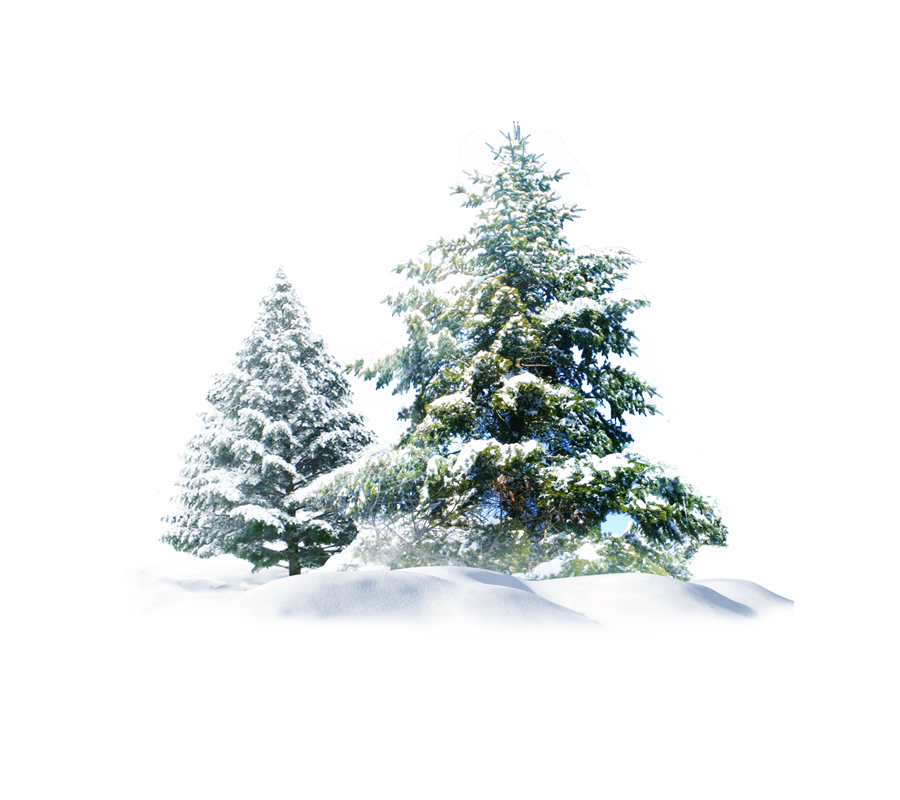 Polar Wallpaper Tree Snow Bear Creative Pine Clipart